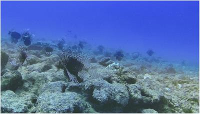 Ecological Drivers of Invasive Lionfish (Pterois volitans and Pterois miles) Distribution Across Mesophotic Reefs in Bermuda